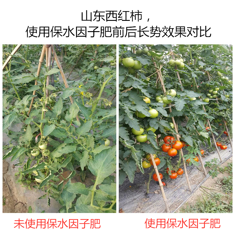 山東西紅柿，使用保水因子肥前后長(zhǎng)勢(shì)效果對(duì)比