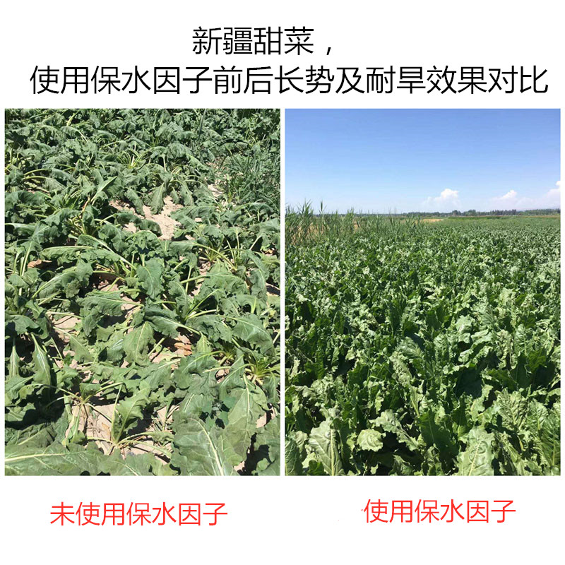 新疆甜菜，使用保水因子前后長(zhǎng)勢(shì)及耐旱效果對(duì)比