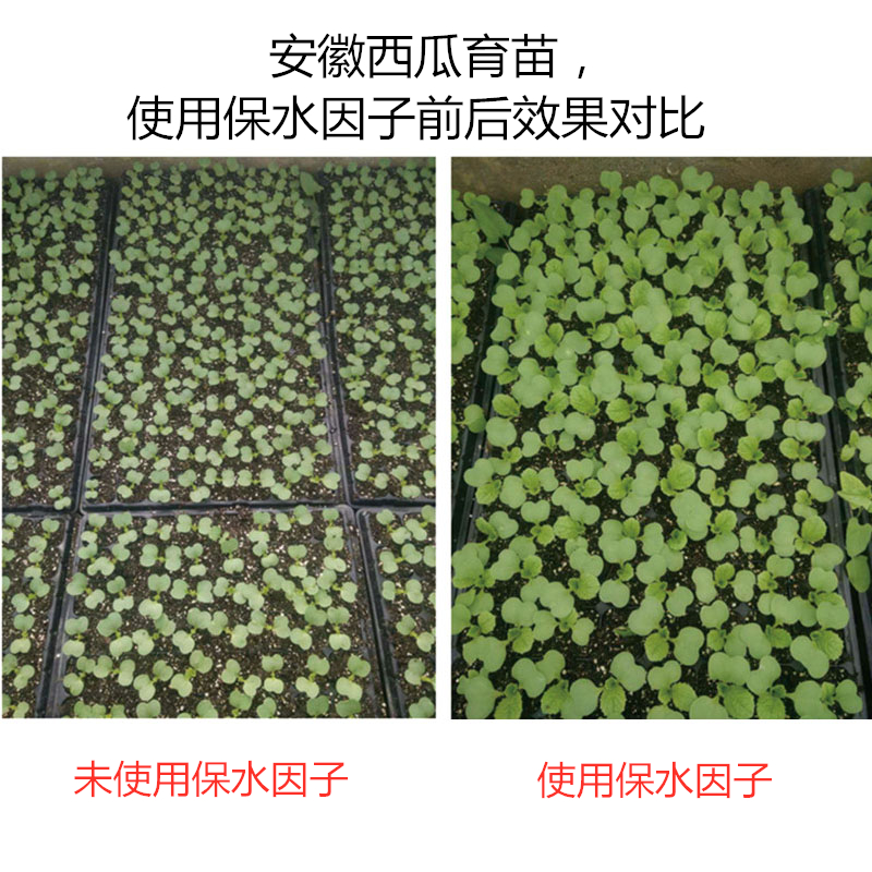 安徽西瓜育苗，使用保水因子前后效果對(duì)比