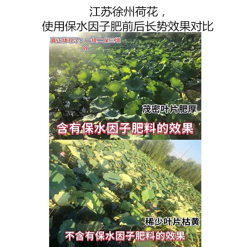 江蘇徐州荷花，使用保水因子肥前后長(zhǎng)勢(shì)效果對(duì)比