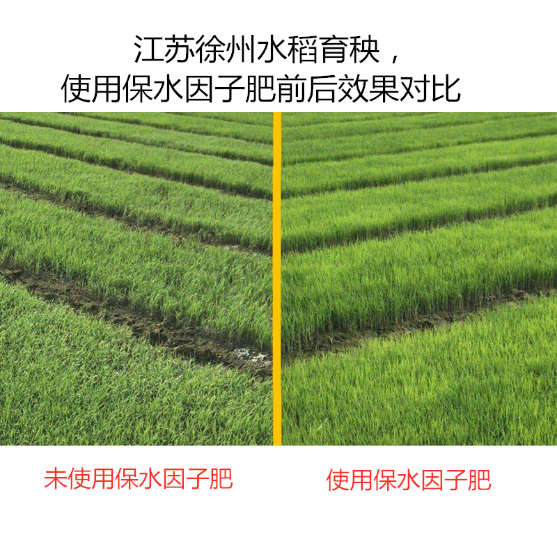 江蘇徐州水稻育秧，使用保水因子肥前后效果對(duì)比